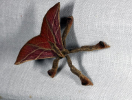 moth (French Guiana)